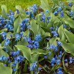 Bulbes à fleurs à planter à l'automne - Scilla Sibérie (x15) - face recto